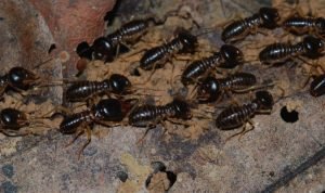 Macon termite and pest control