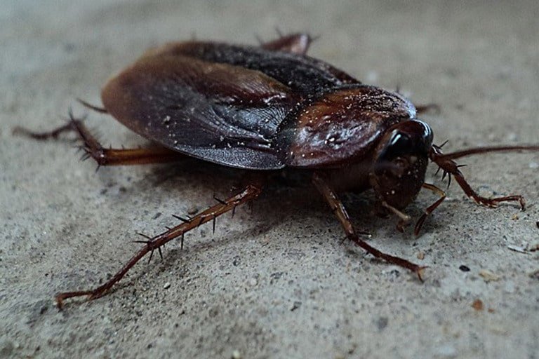 cockroach exterminator Macon GA