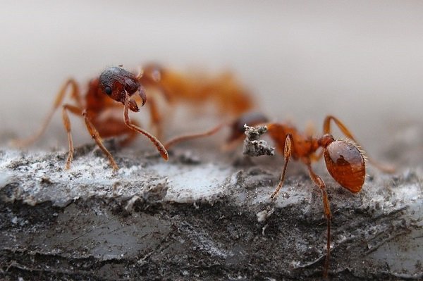 Macon ant control - red ant