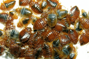 roach control Macon GA