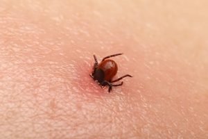 tick control Macon GA